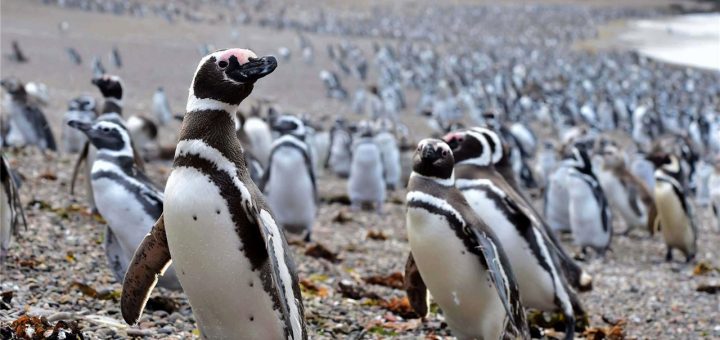 https://www.nationalgeographic.com.es/fotografia/foto-del-dia/pinguinos-magallanes_11214