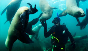 impacto del buceo en la vida marina