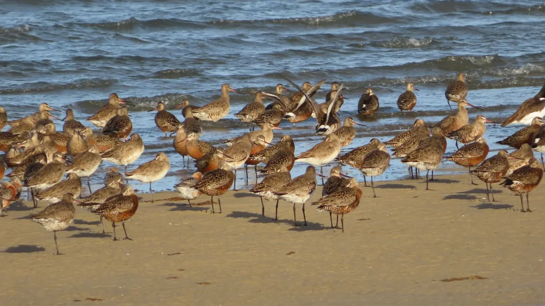 Río Negro celebra el vuelo de las aves migratorias