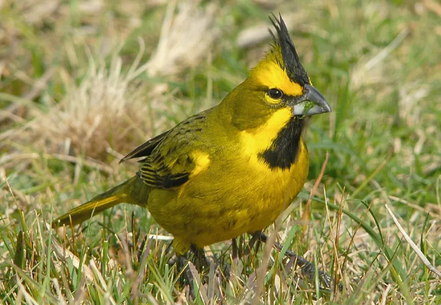 Cardenal Amarillo en Peliogro de Extención