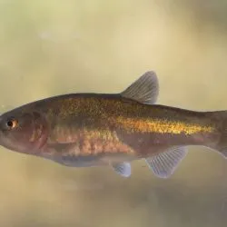 Mojarra desnuda en peligro de esxtención