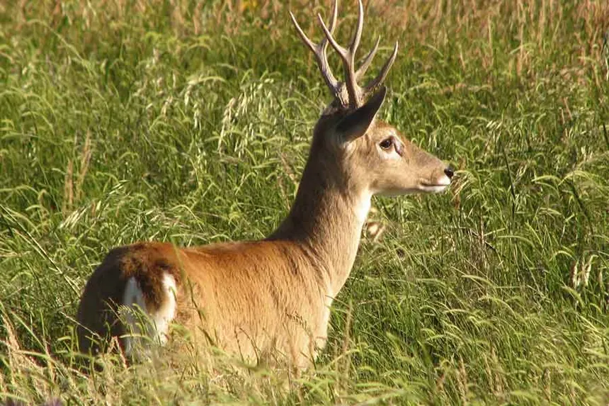 Venado de las Pampas en Peligro de Extención