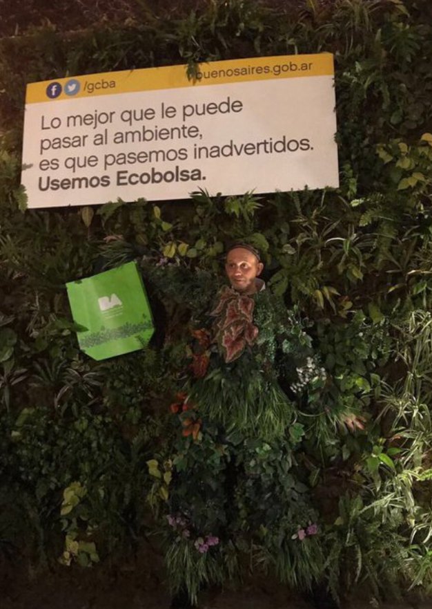 bergman planta