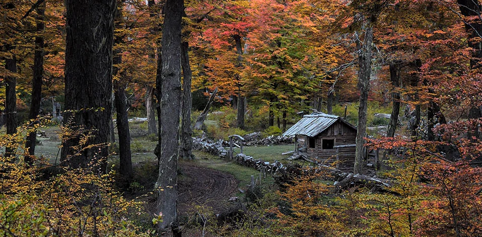Bosques nativos: convocan a presentar planes de conservación y manejo