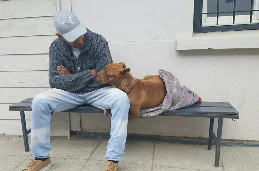Casi 4 mil esterilizaciones gratuitas en Bariloche durante el 2017