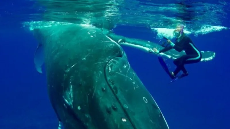 Increible reacción de una ballena que salvó a una mujer del ataque de un tiburón