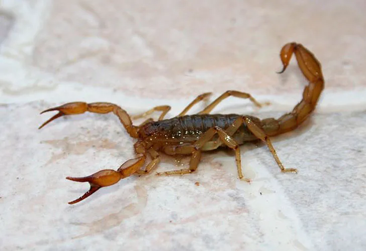 Neuquén: Recomendaciones a tener en cuenta sobre animales ponzoñosos e insectos