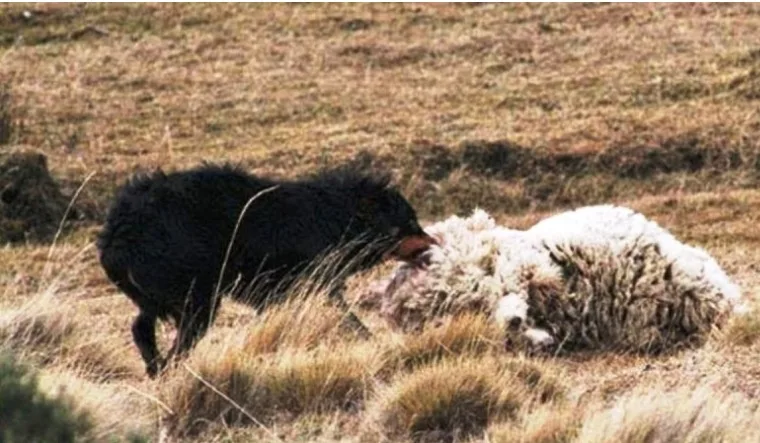Problema sin solución aún: Los perros asilvestrados siguen depredando los campos de la región