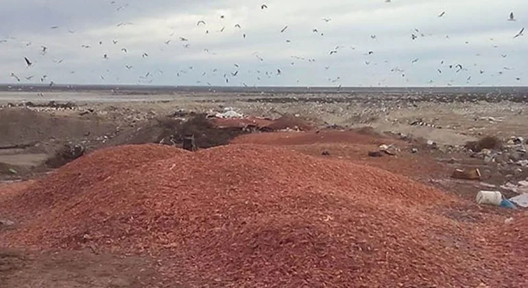 Remediación: Comenzó la reforestación del predio cercano a Las Grutas que se vio afectado por desechos de pesca