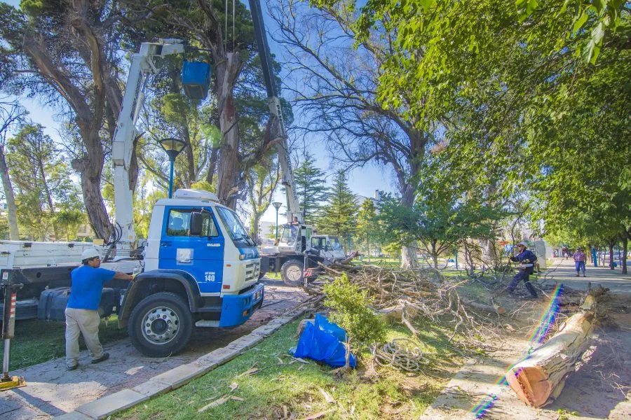 RETIRAN EUCALIPTOS SECOS DE LA PLAZA BELGRANO DE ROCA