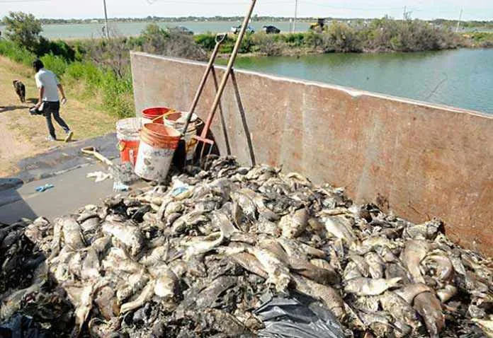 Sacan 4 toneladas de peces muertos de la laguna