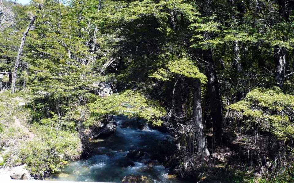 Se creó el Fondo Fiduciario para la Protección Ambiental de los Bosques Nativos