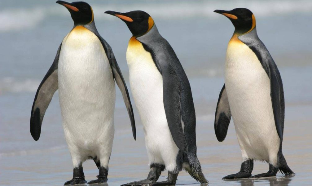 El cambio climático amenaza el futuro del 70% de los pingüinos rey