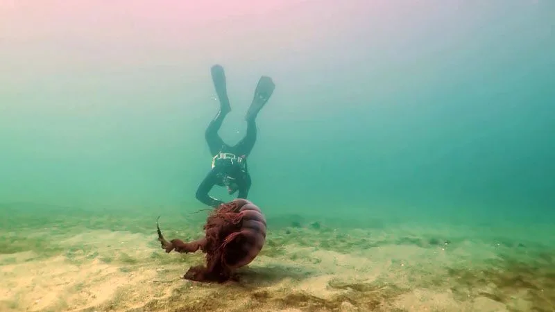 DIVULGACIÓN CIENTÍFICA: La UNTDF estrena la serie documental “Misterios Submarinos”