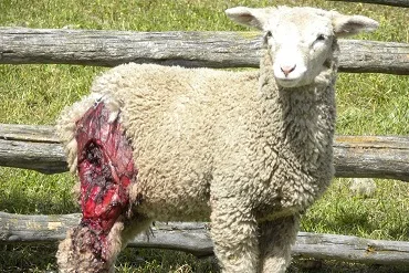 Tierra del Fuego: miles de perros salvajes atacan a personas y al ganado