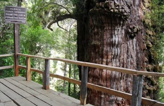 Conoce el árbol más antiguo de Chile y Sudamérica