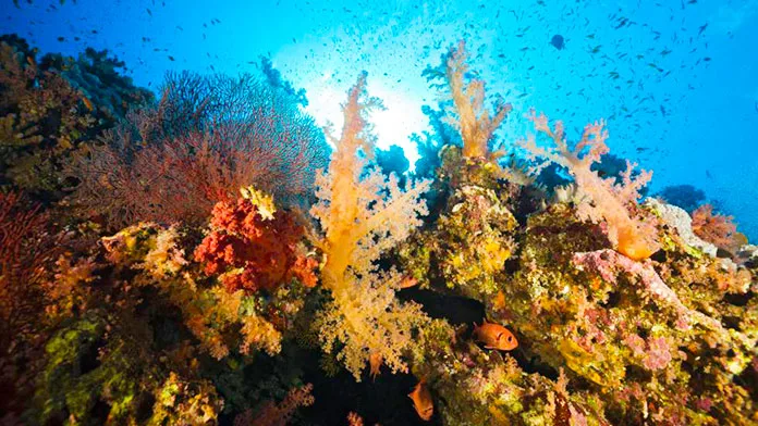 Los impresionantes arrecifes de coral que resisten al cambio climático