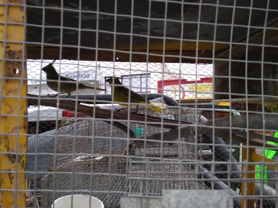 Río Negro: Recuperan una pareja de cardenales amarillos, especie en peligro de extinción
