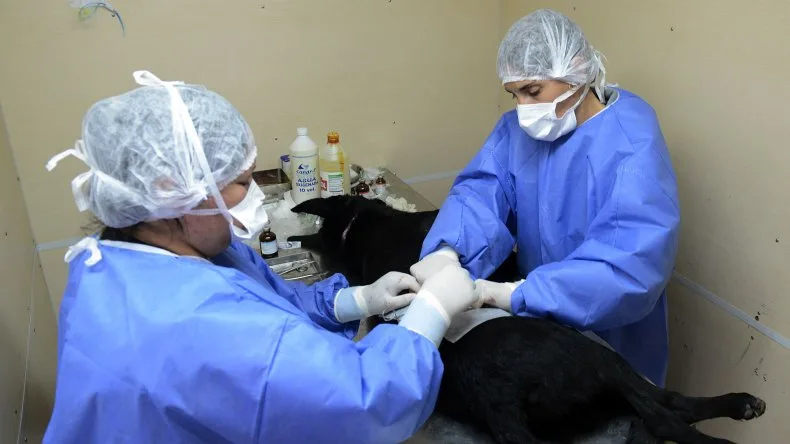 Comodoro Rivadavia: Realizarán jornadas de esterilización con motivo del Día del Animal