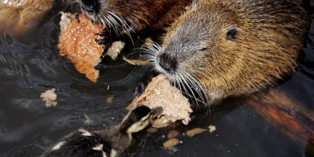 Las especies invasoras son el principal factor de extinción de la naturaleza