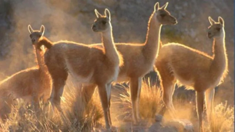 En mayo comienza la caza comercial de guanacos en Santa Cruz