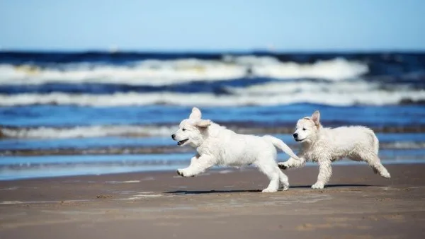 Madryn trabaja en la implementación de una playa «pet friendly»