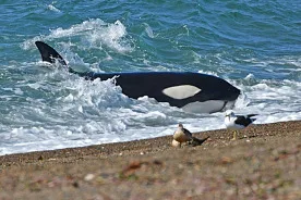 La temporada de orcas en Chubut es la mejor de los últimos años