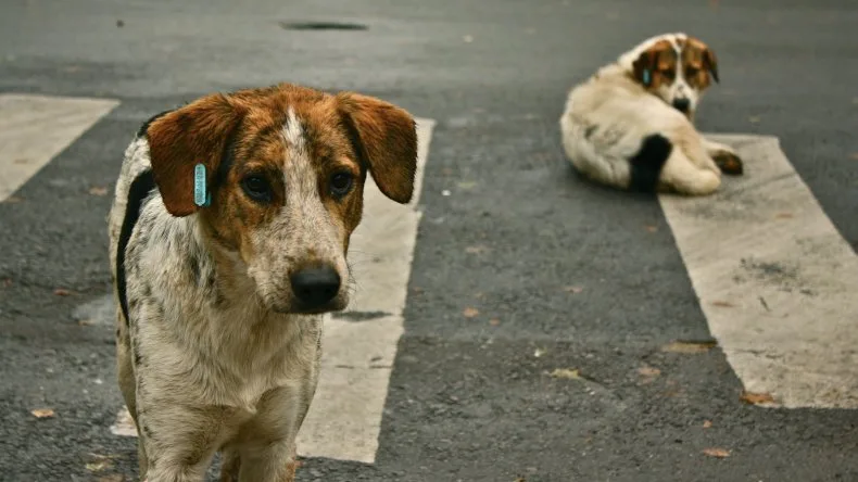 Comodoro: El tráiler de esterilización estará en la Vecinal de Don Bosco