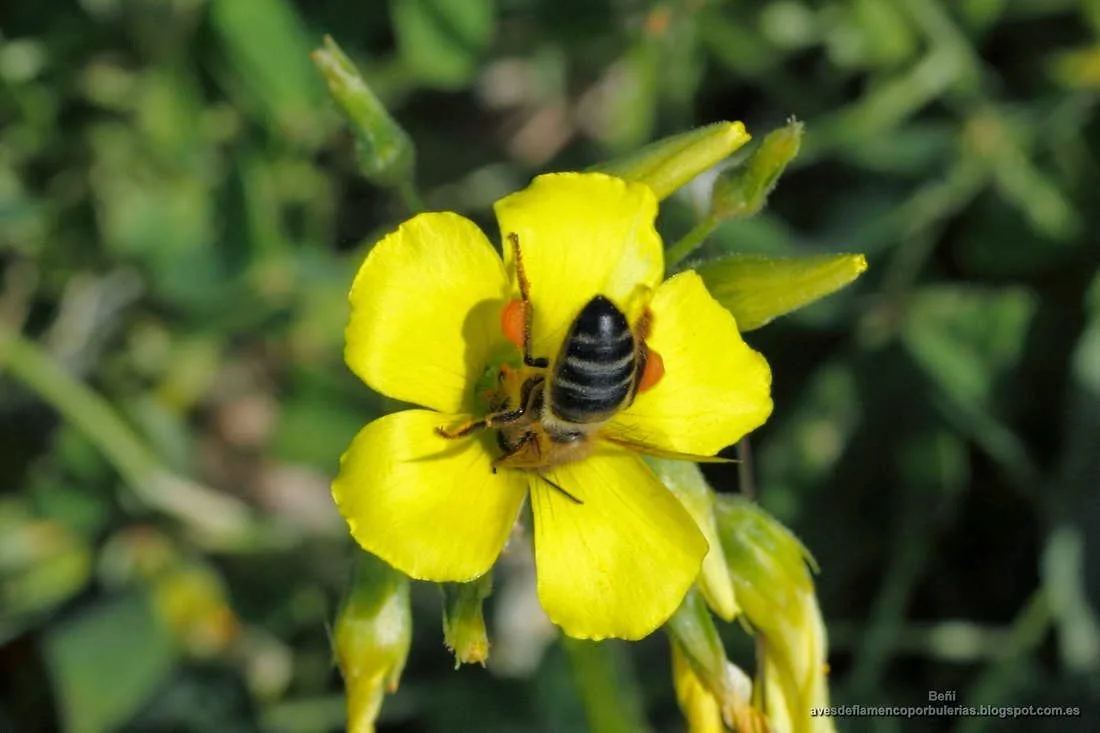 Seminario en Bariloche: el impacto de la abeja melífera