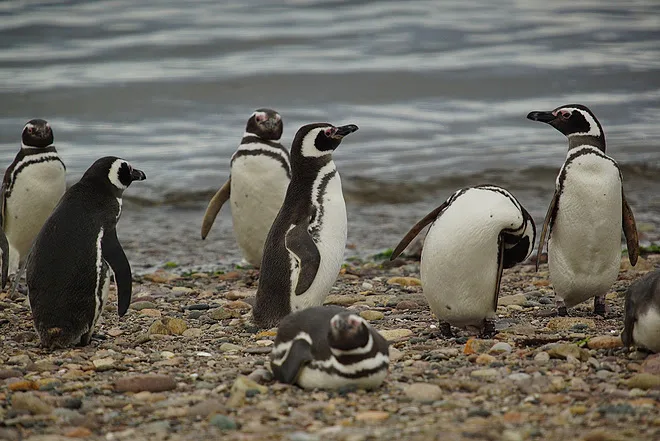 El rol de Parques Nacionales en la conservación del Pingüino