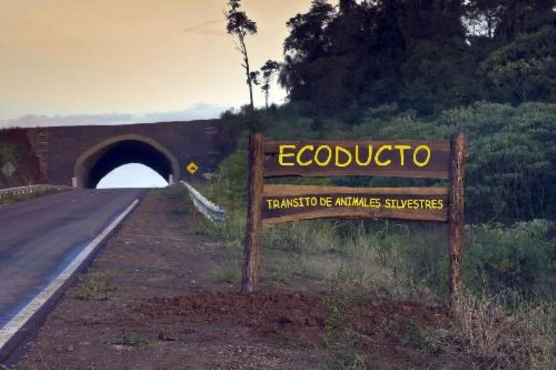 Ambiente intensifica el trabajo para mitigar el atropellamiento de animales autóctonos en Misiones