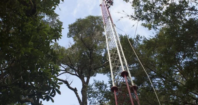 Estudio revela que cambio climático genera que bosques nativos chilenos liberen CO2
