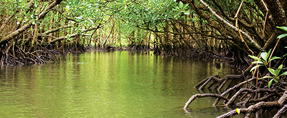 https://latinamericanpost.com/es/18448-manglares-como-evitar-su-extincion