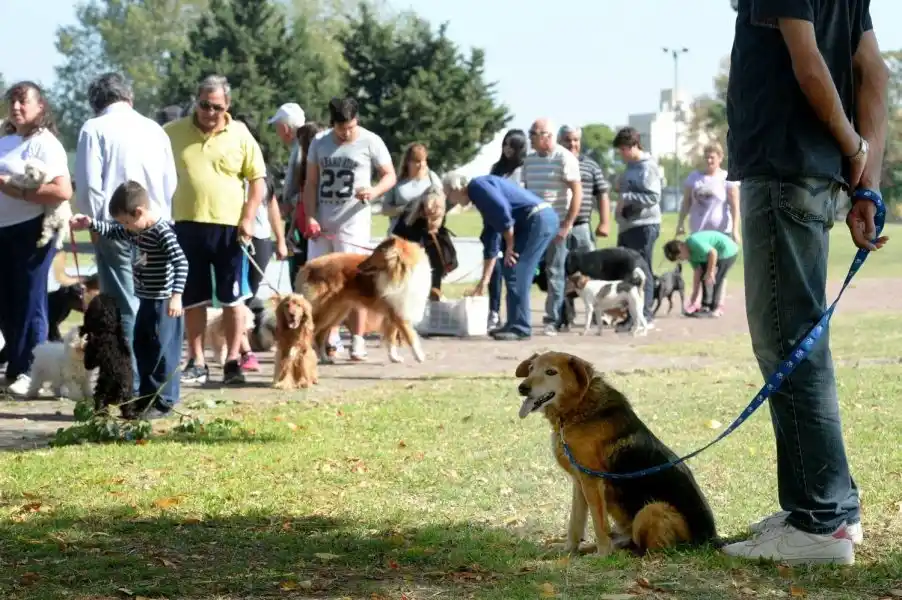 Mascotas Protegidas: Como es y para que sirve el nuevo Instituto de Derecho Animal que abrió en La Plata