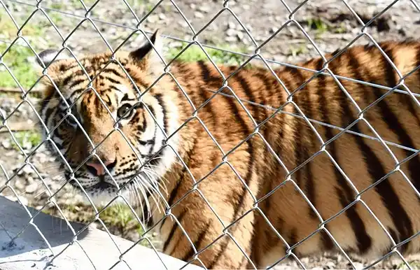 Ambiente desbarató un zoológico privado en Olavarría 