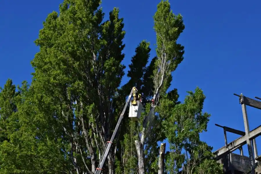 Podan álamos sobre calle Ruíz Moreno de Bariloche