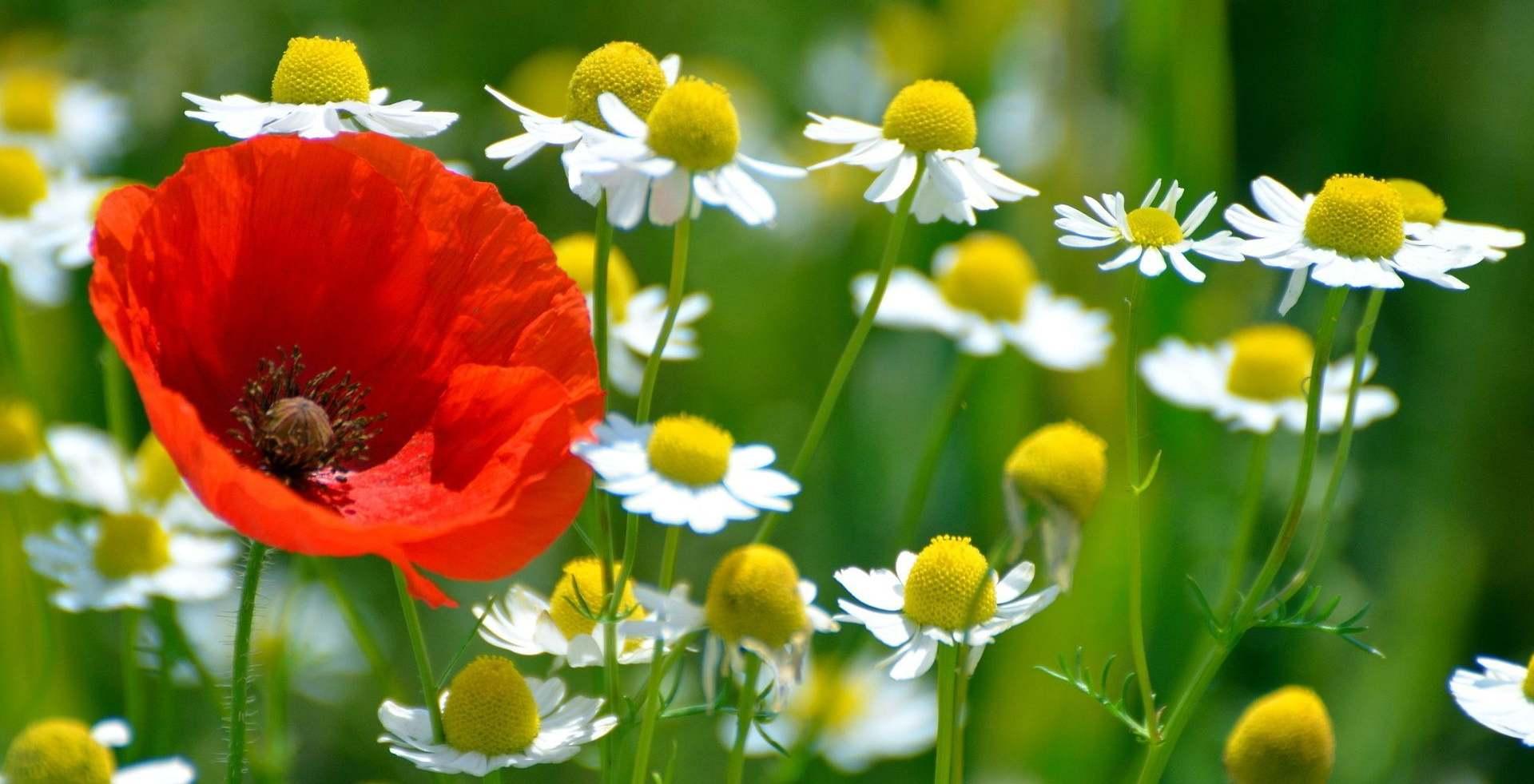 plantas-con-flores1