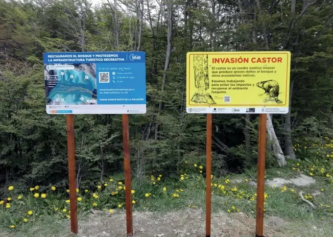 AMBIENTE: Piden informes sobre avance de acuerdo con la FAO sobre el castor
