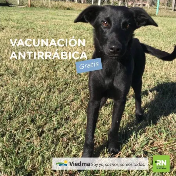 Campaña de vacunación antirrábica gratuita en el barrio Sargento Cabral de Viedma