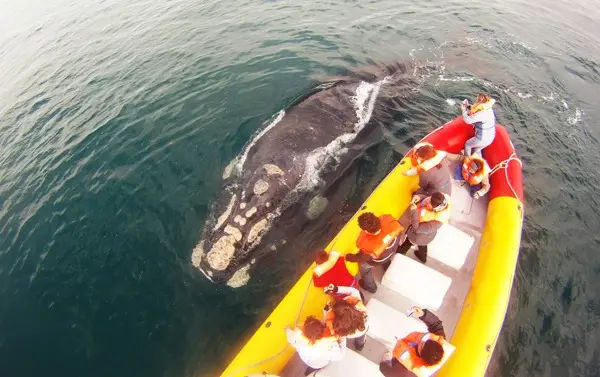 El fabuloso mundo de fauna marina que obsequia Las Grutas y San Antonio