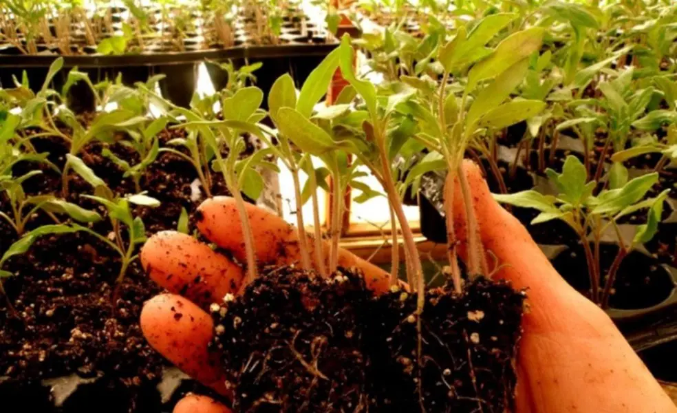 Nuevo taller de Huerta Familiar y Entrega de Semillas en Los Aromos