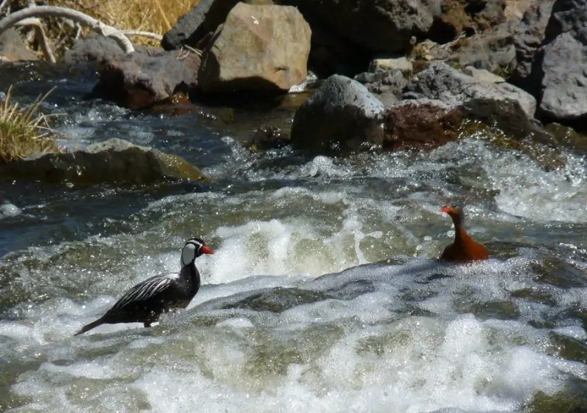 Observación de aves en Neuquén
