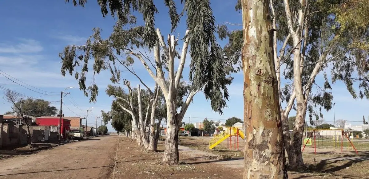 Poda de eucaliptos en la plaza del barrio Lavalle de Viedma