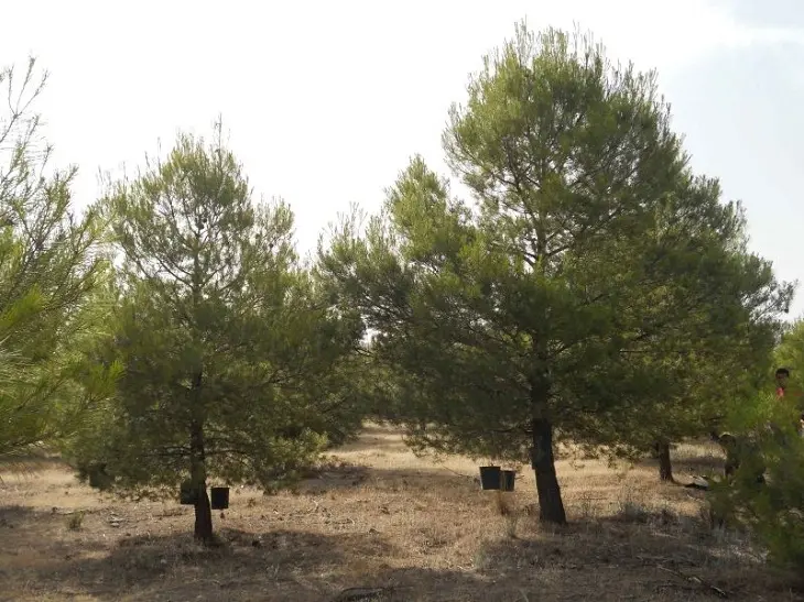 Un tratamiento aumenta la capacidad de adaptación de los árboles frente al cambio climático