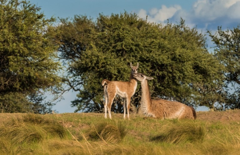 Llamas