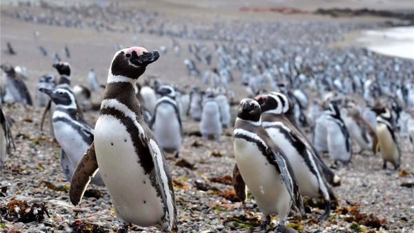 https://www.nationalgeographic.com.es/fotografia/foto-del-dia/pinguinos-magallanes_11214