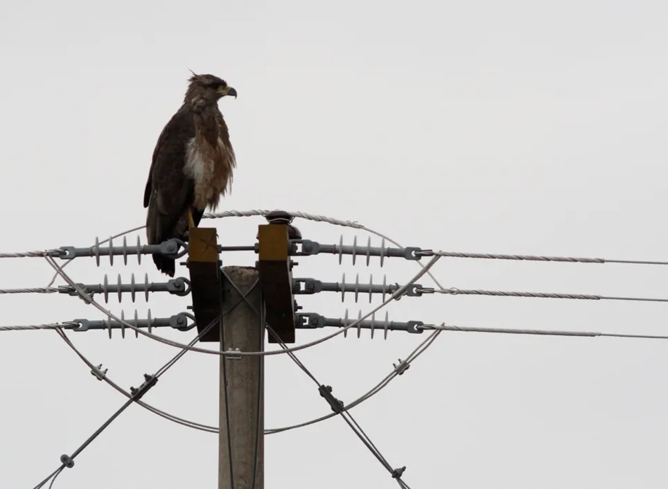 Investigadores advierten que proyecto de línea eléctrica amenaza al águila coronada en La Pampa