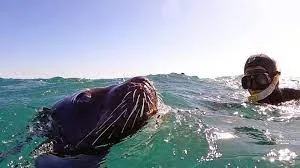 Nadando con lobos marinos, nueva propuesta en la costa atlántica