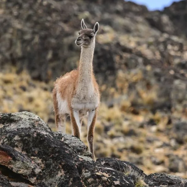 Trasladaron a un grupo de animales para reintroducir una especie casi extinta