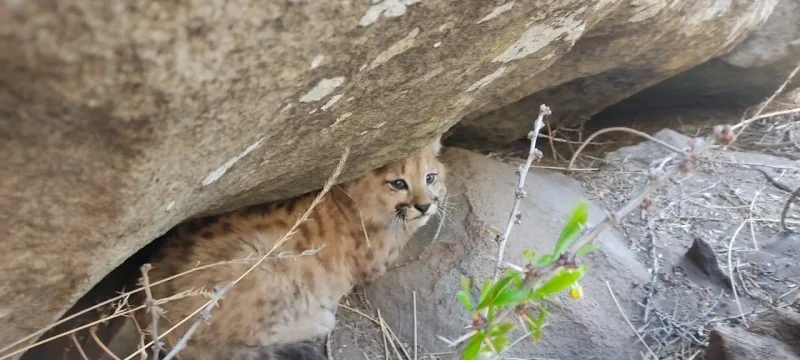 Por primera vez se monitorean cachorros de puma con tecnología de punta